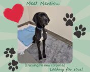 Merlin at RSPCA